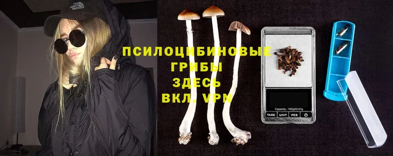 MEGA маркетплейс  Карабаново  Галлюциногенные грибы Psilocybine cubensis 